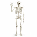 Halloween Skeleton Poseable Prop C9764