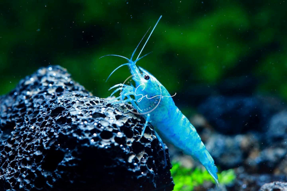 Freshwater Aquarium Shrimp C6809