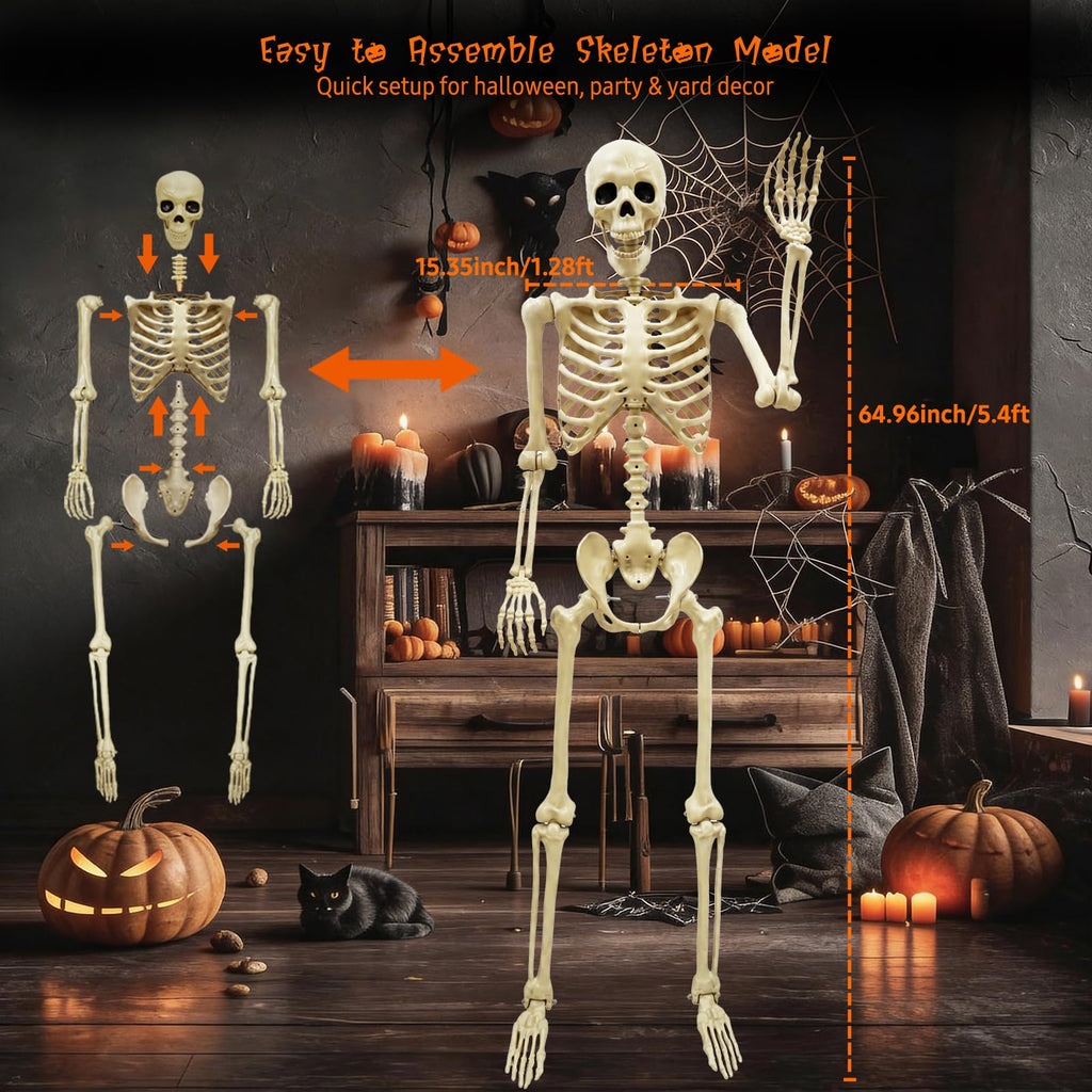 Life Size Skeleton J35675